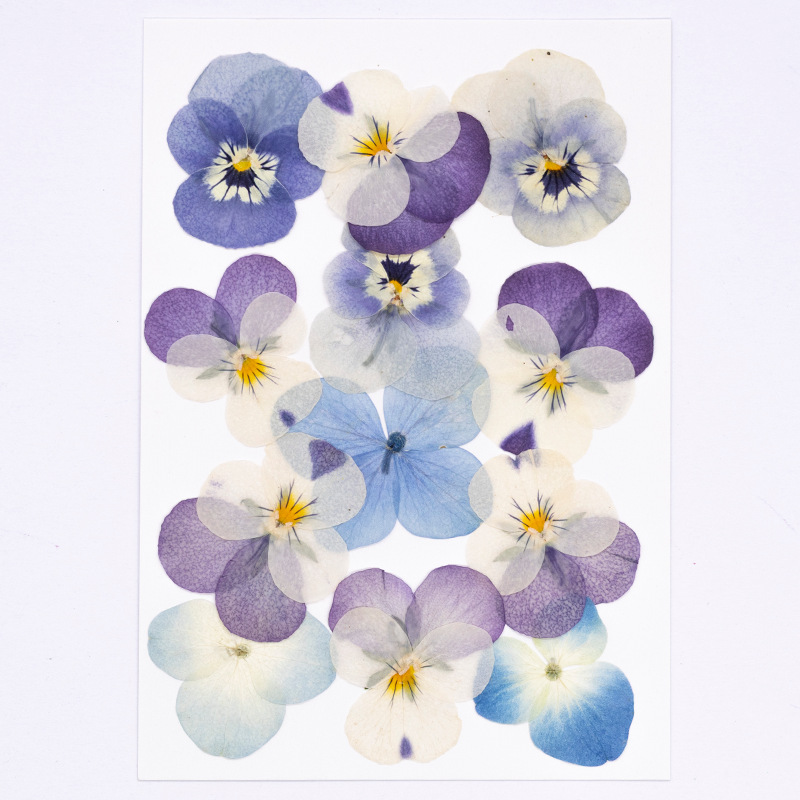 12pcs,Real Viola Cornuta Press - Supplies Of Candle recension och pris